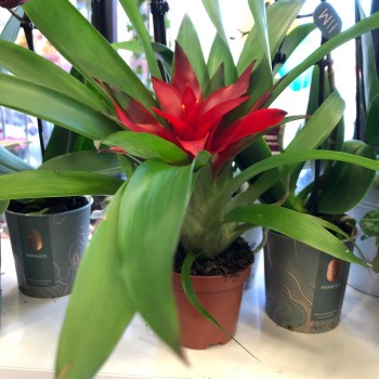 Houseplant Guzmania