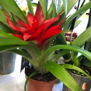 Houseplant Guzmania