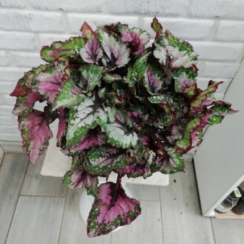 Houseplant Leaf Begonia