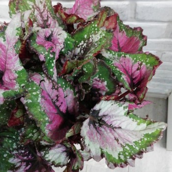 Houseplant Leaf Begonia