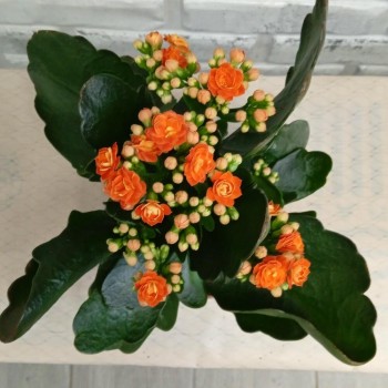 Houseplant Kalanchoe