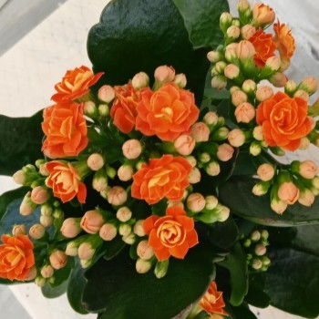 Houseplant Kalanchoe