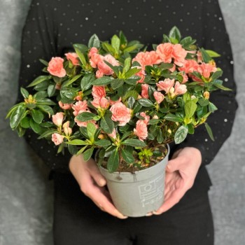 Houseplant Azalea pink