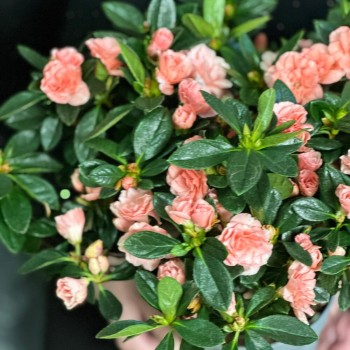 Houseplant Azalea pink