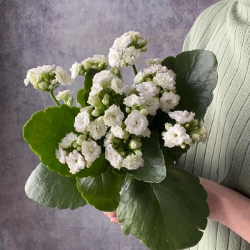 Houseplant Kalanchoe white