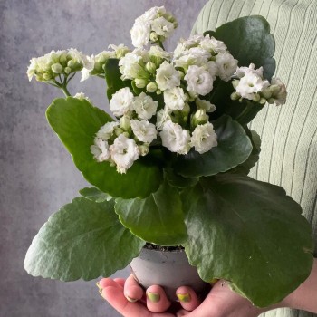 Houseplant Kalanchoe white