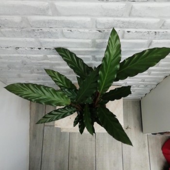 Houseplant Calathea