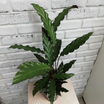 Houseplant Calathea